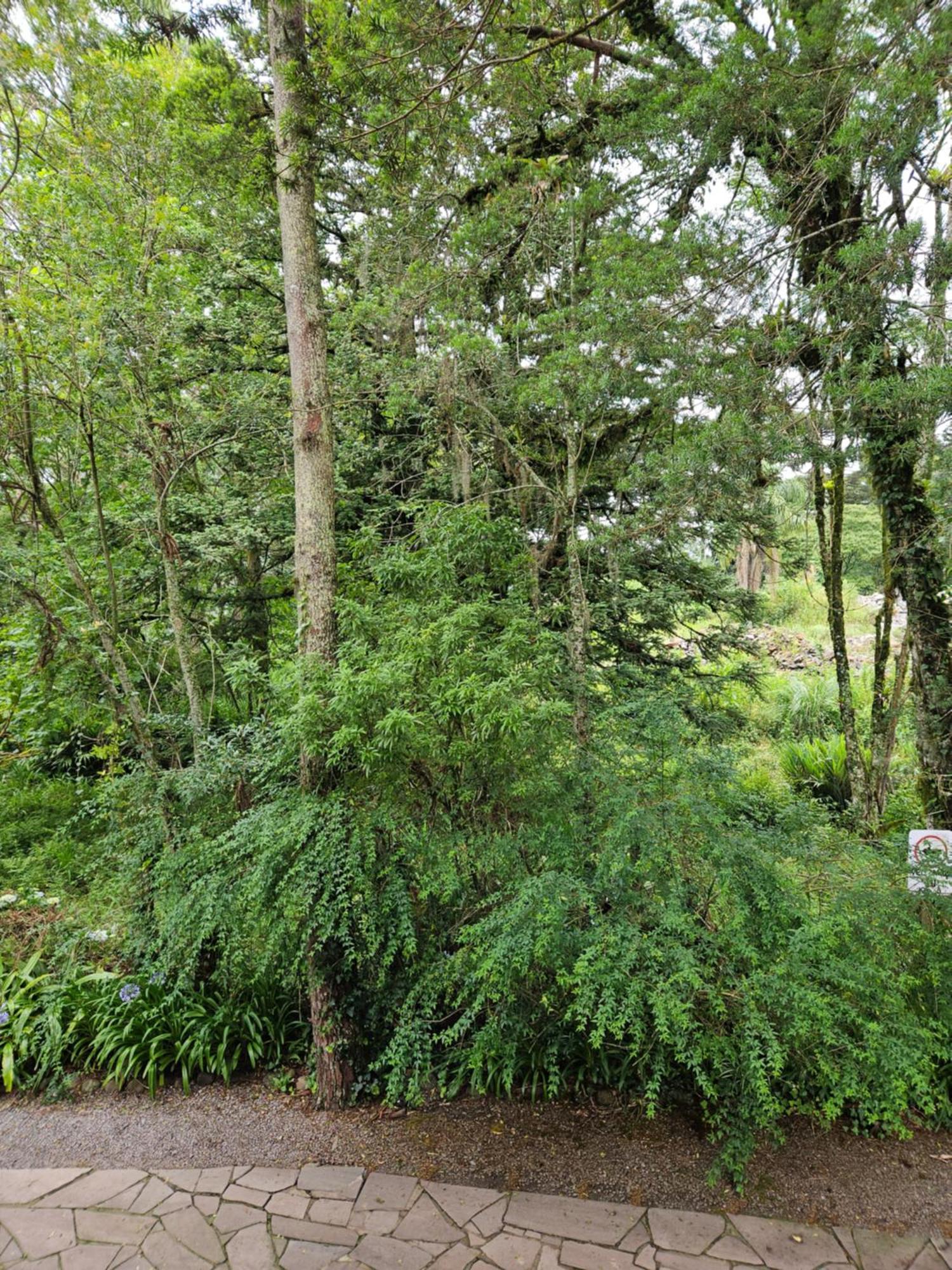 Cantinho Das Oliveiras. Gramado Exteriér fotografie