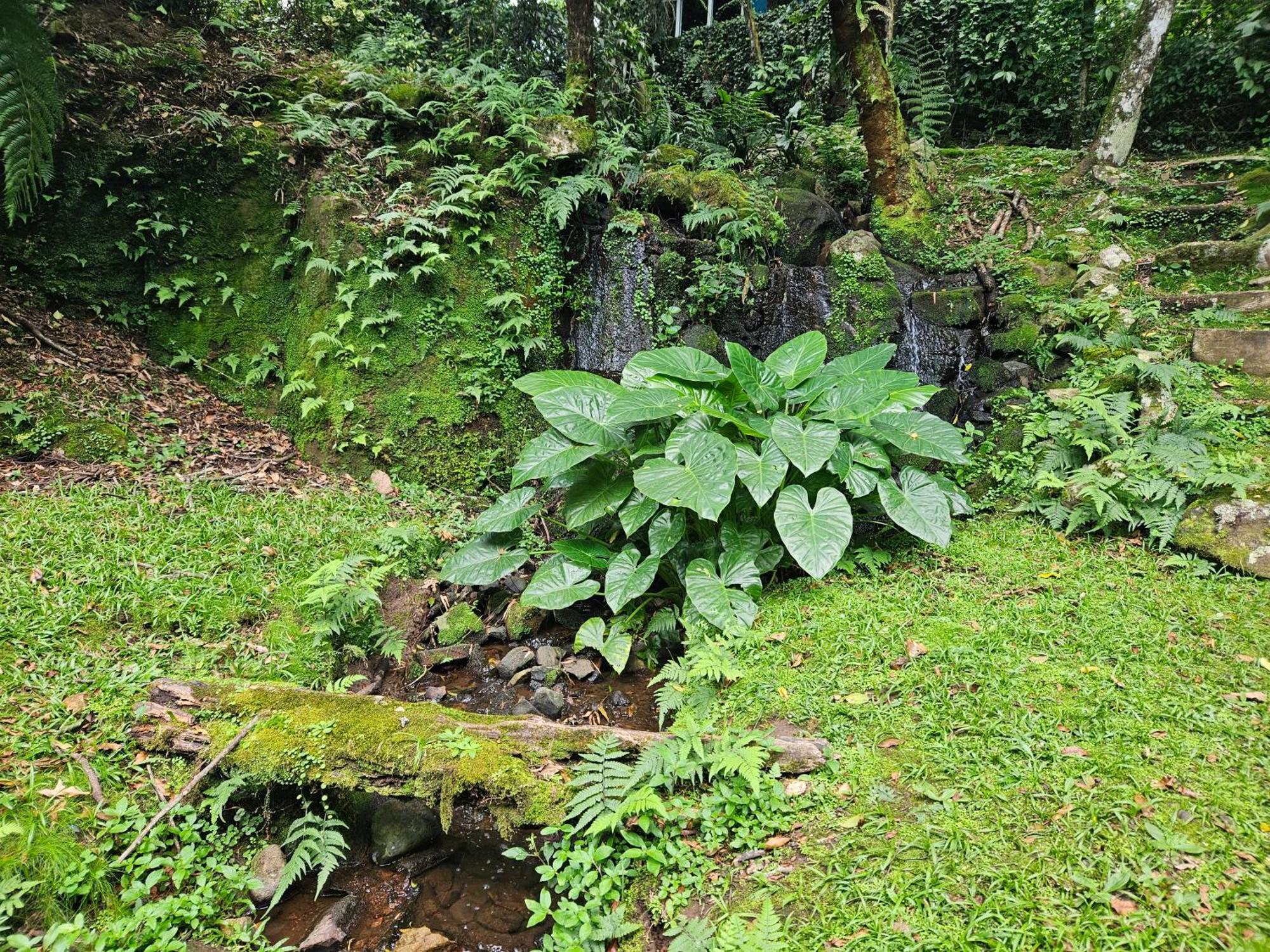 Cantinho Das Oliveiras. Gramado Exteriér fotografie